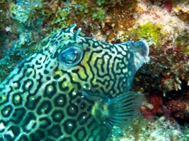 Honeycomb Cowfish IMG 3345